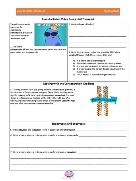 amoeba sisters video recap cell transport answers|amoeba sisters video handouts.